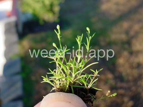 pearlwort, birdseye